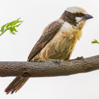 White-crowned Shrike